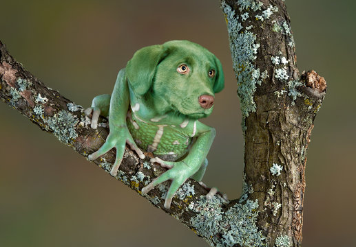 dogfrog